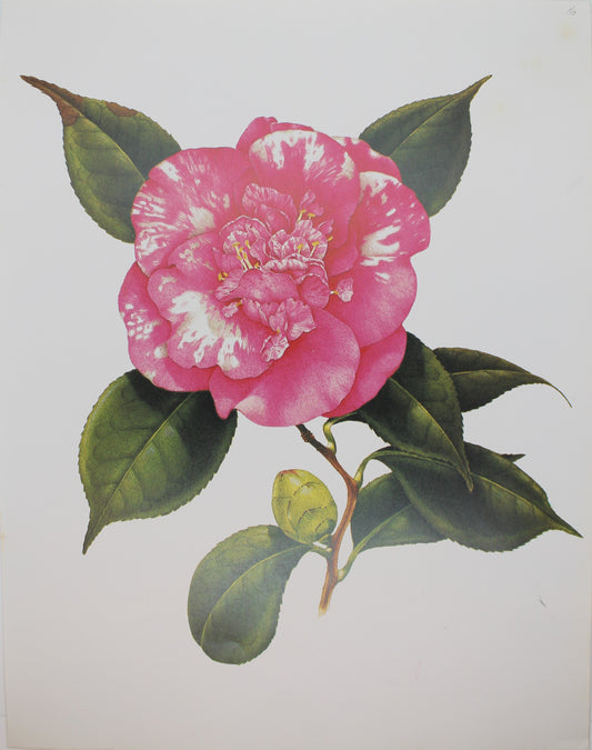 Botanical, Longhurst Peter, Camellia, Gigantea C. x Japonica, UK, Plate 16, 1830