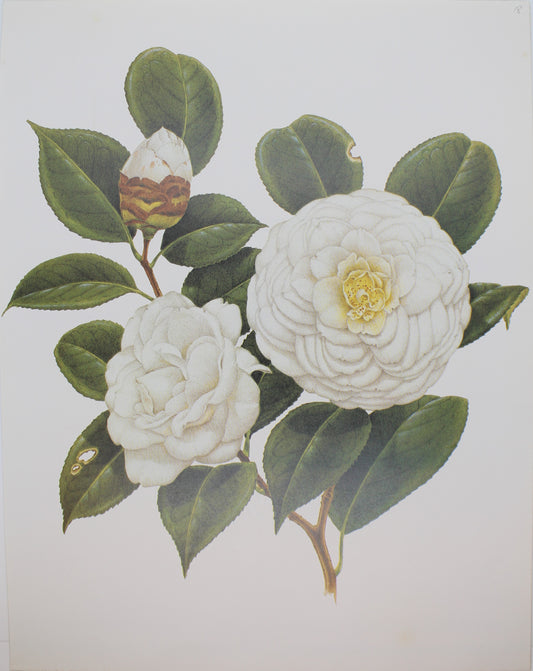 Botanical, Longhurst Peter, Camellia, Paulina Maggi, C. x Japonica, Japan, Plate 18, 1855