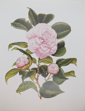 Botanical, Longhurst Peter, Camellia, Comtesse Woronzoff, C. x Japonica, Japan, Plate 19, 1858
