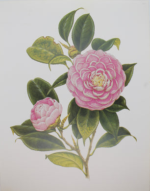 Botanical, Longhurst Peter, Camellia, Eugenie de Massena, C. x Japonica, Japan, Plate 20, 1877-78
