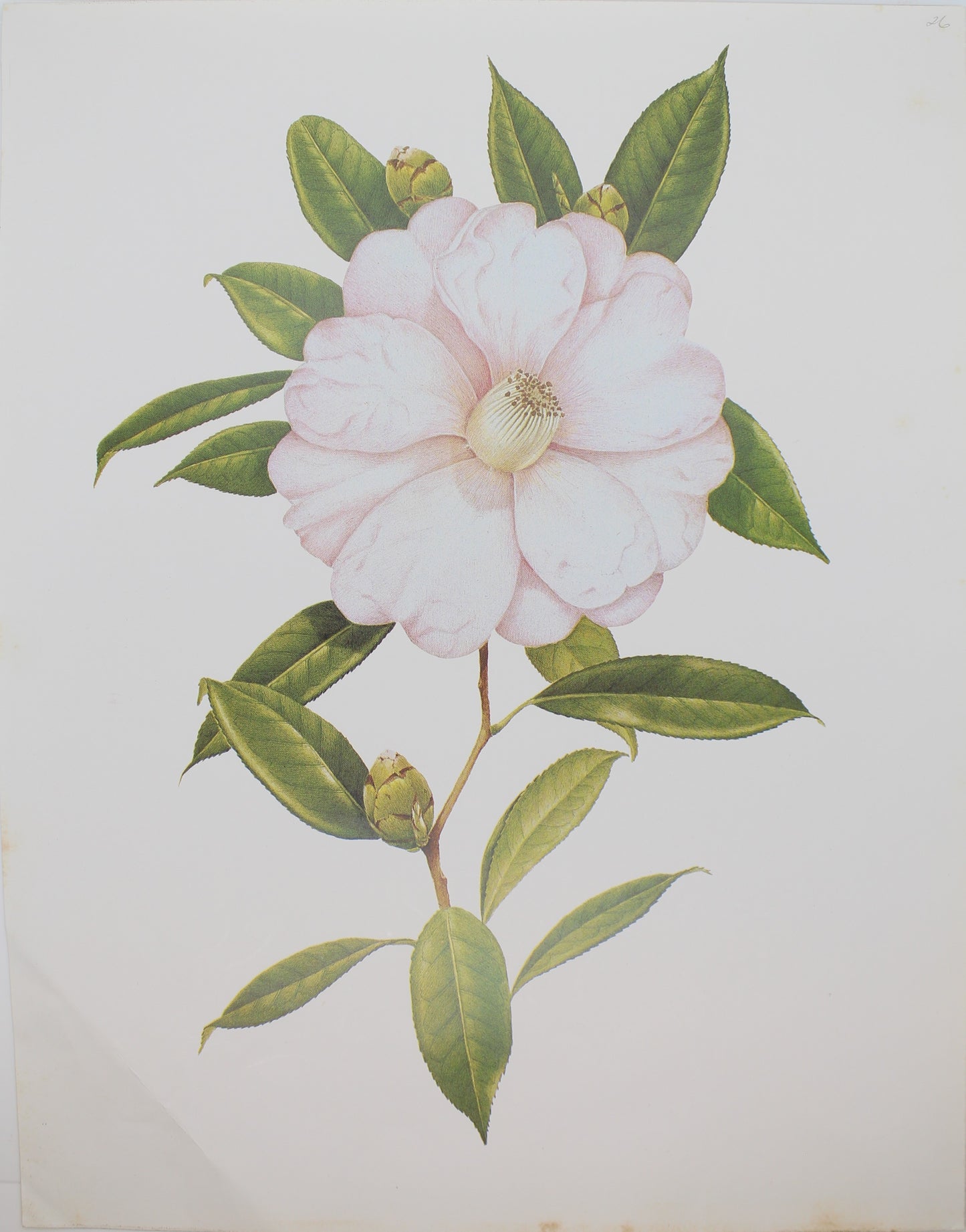 Botanical, Longhurst Peter, Camellia, Salutation, C. Saluenensis x C. Reticulata, Plate 26, 1927