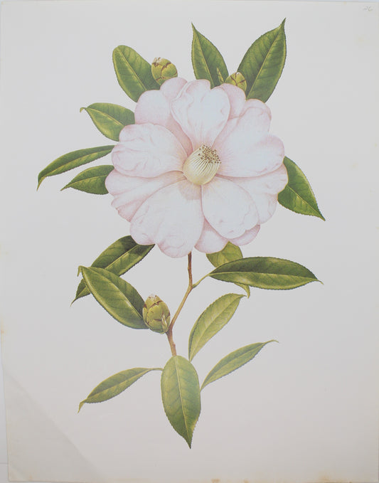 Botanical, Longhurst Peter, Camellia, Salutation, C. Saluenensis x C. Reticulata, Plate 26, 1927