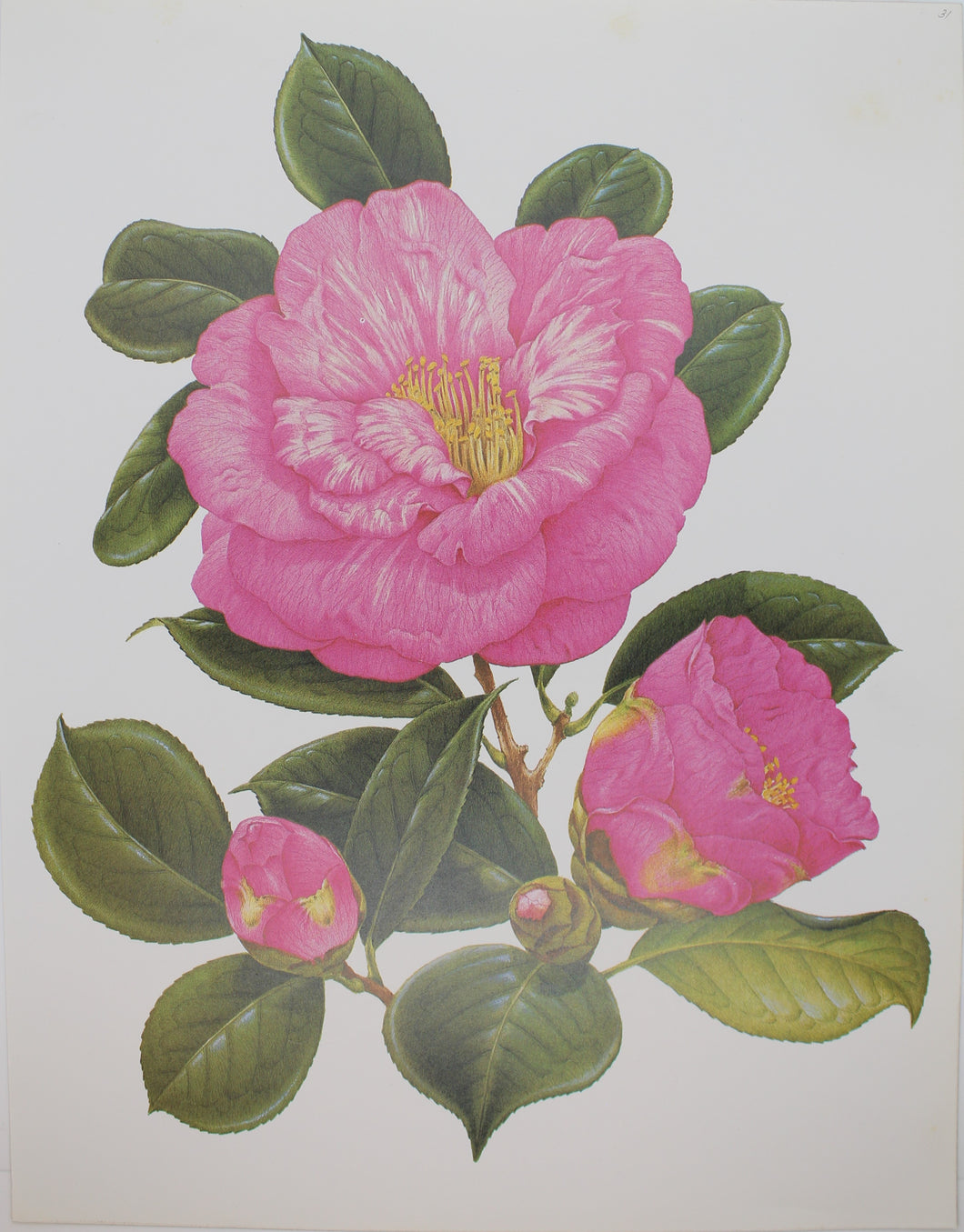 Botanical, Longhurst Peter, Camellia, Drama Girl, C. x Japonica, Southern California, Plate 31, 1950