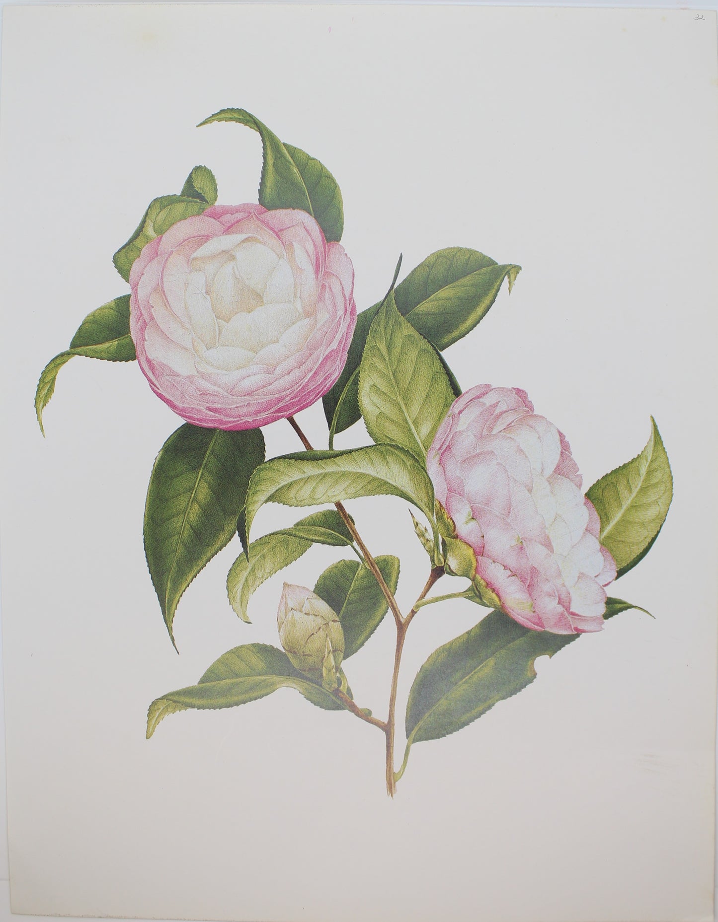 Botanical, Longhurst Peter, Camellia, Sawada's Dream, C. x Japonica, Plate 32, 1958