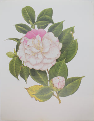 Botanical, Longhurst Peter, Camellia, Carter's Sunburst, C. x Japonica, Plate 33, 1951
