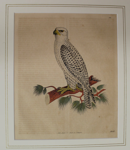 Bird, Plate 34 From German Natural History c1845