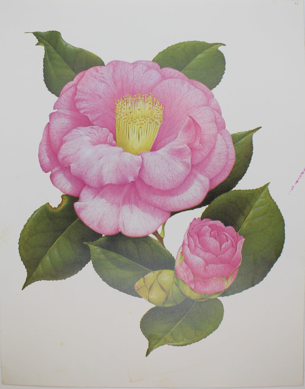 Botanical, Longhurst Peter, Camellia, Howard Asper, Creticulata x C. Japonica hybrid, Plate 35,