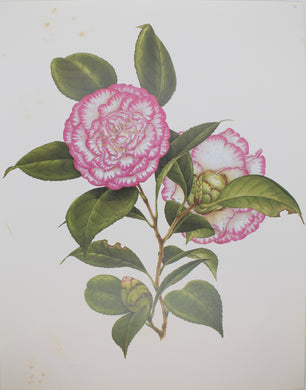 Botanical, Longhurst Peter, Camellia, unknown, Plate 38