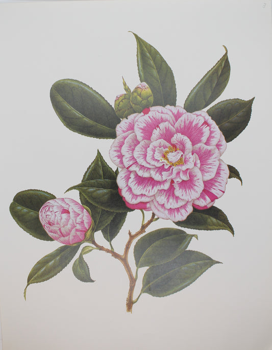 Botanical, Longhurst Peter, Camellia, Donckelarii C. x Japonica, Plate 3, 1783