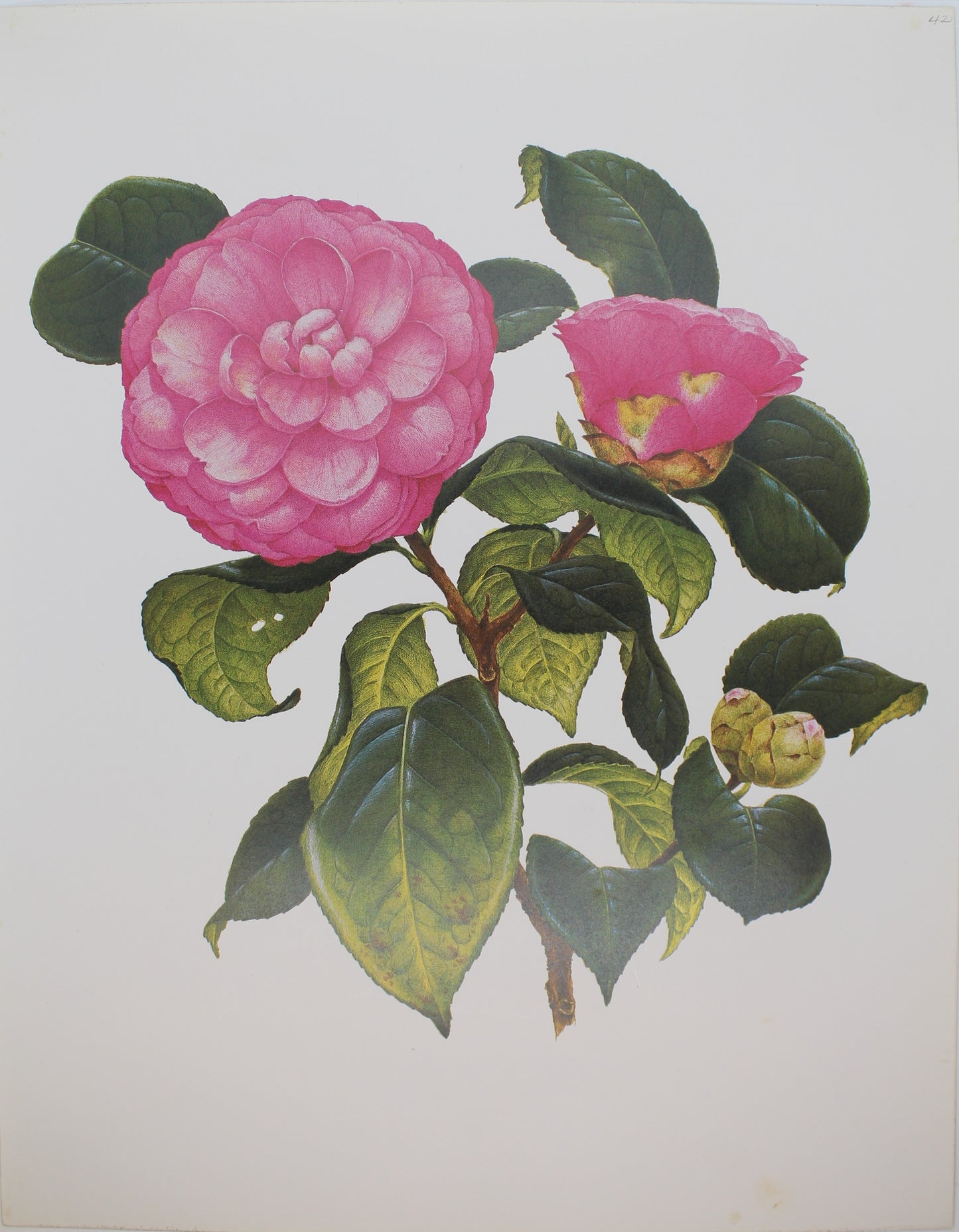 Botanical, Longhurst Peter, Camellia, Unknown, Plate 42