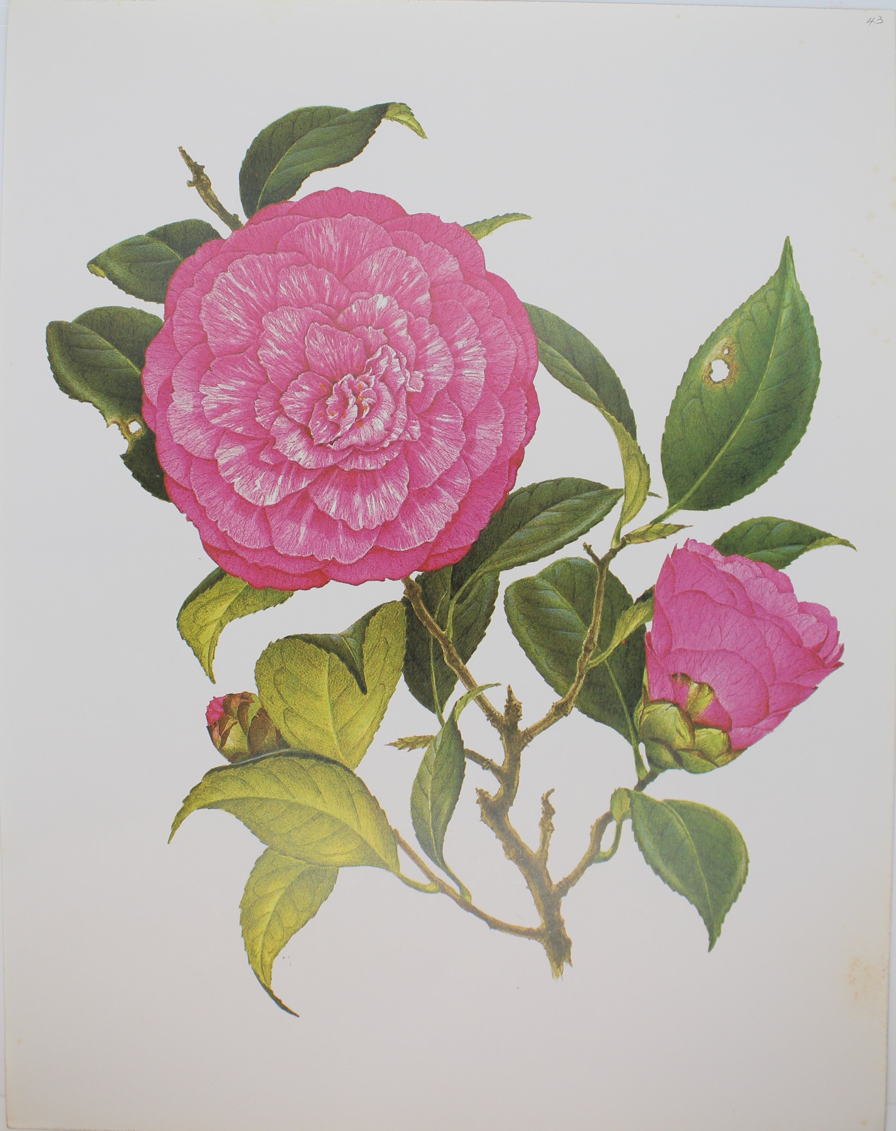 Peter Longhurst Botanical Prints | Antiquarian Print Shop