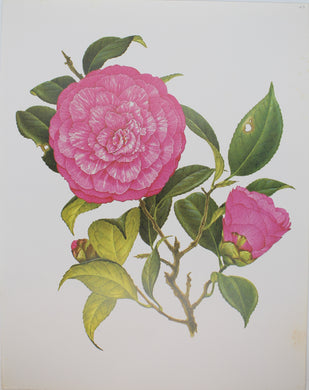 Botanical, Longhurst Peter, Camellia, Redgrove, C. x Japonica, Plate 43, 1944