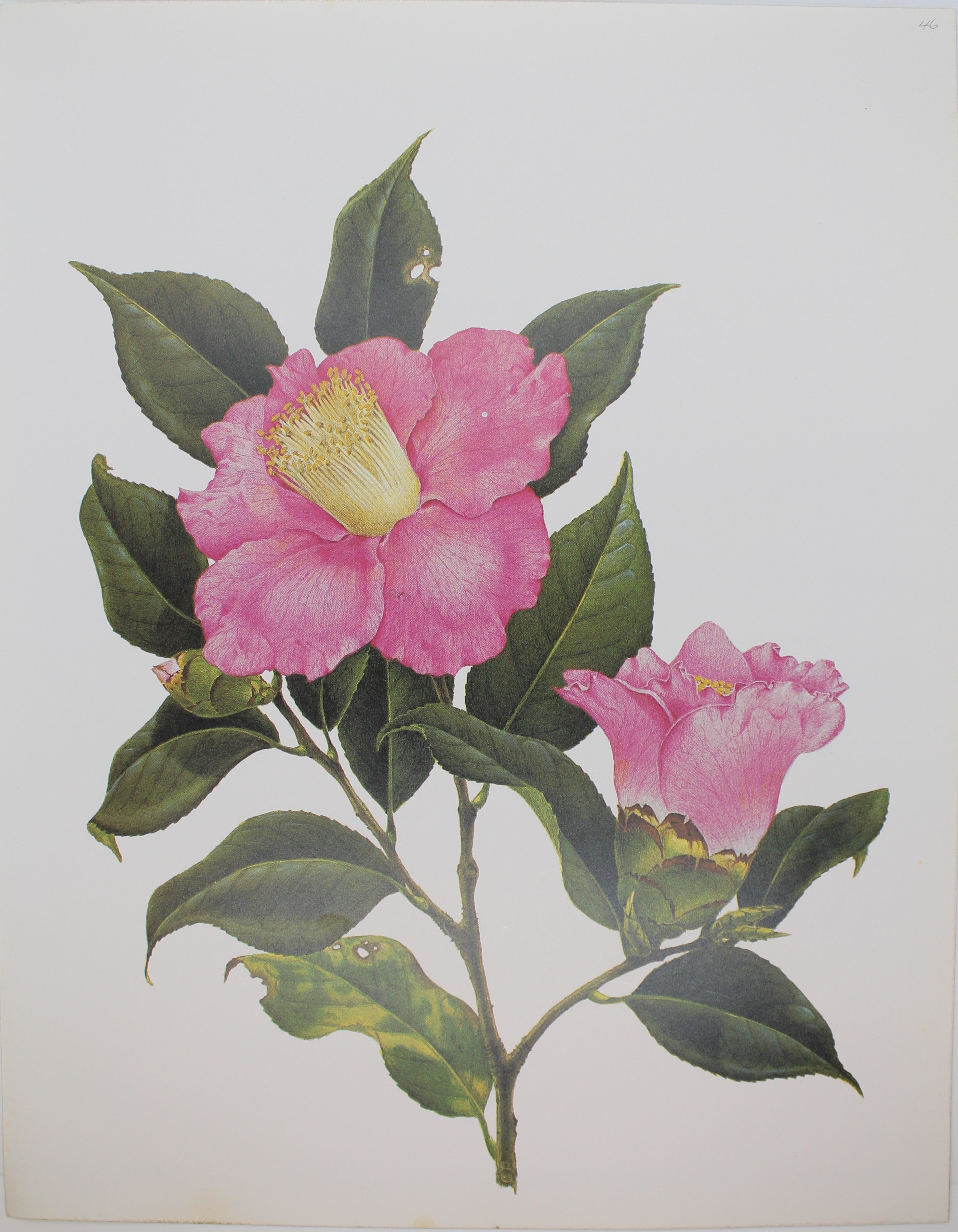 Botanical, Longhurst Peter, Camellia, Plate 46 – Antiquarian Print Shop