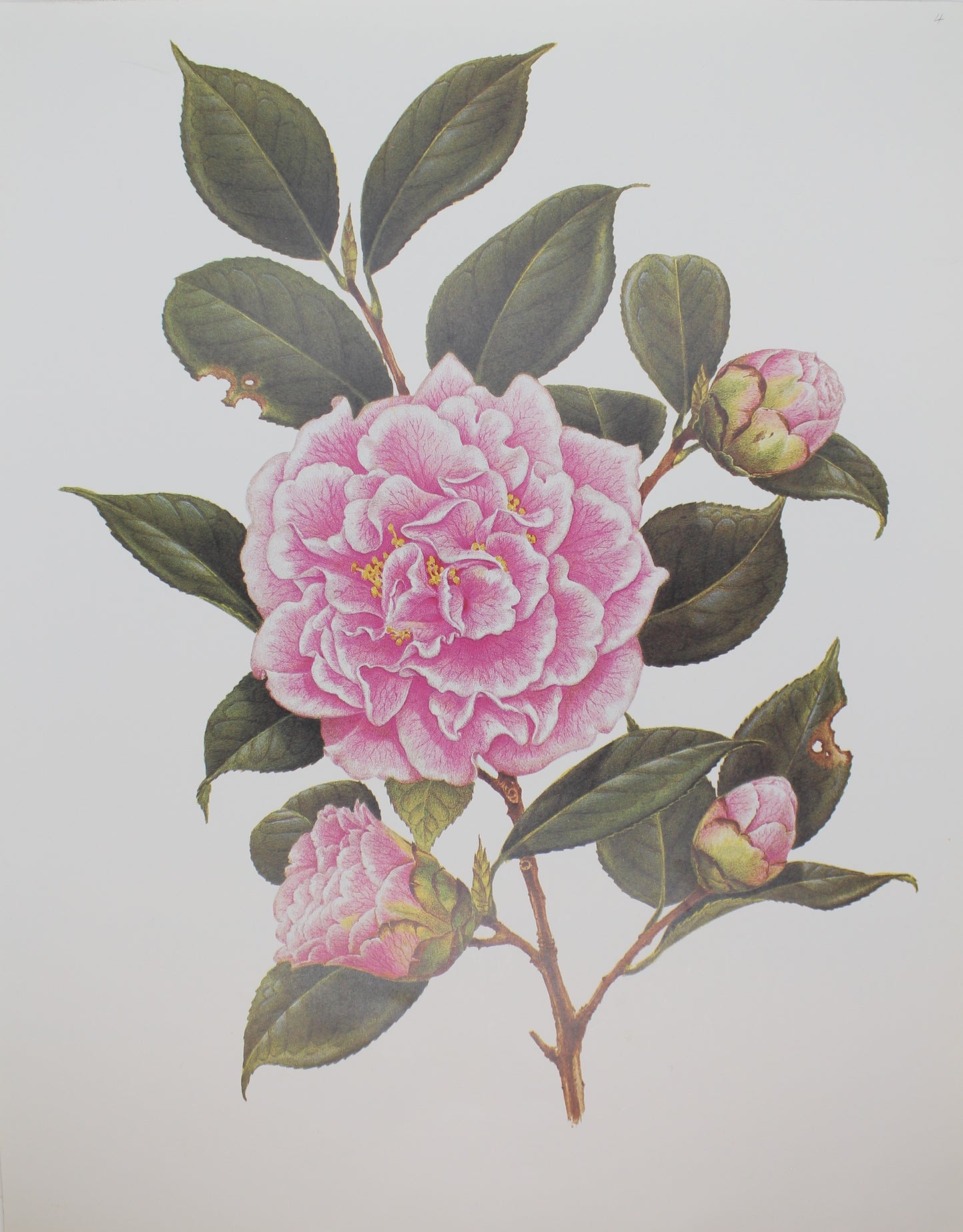 Botanical, Longhurst Peter, Camellia, The Mikado C. x Japonica, Japan, Plate 4, 1889