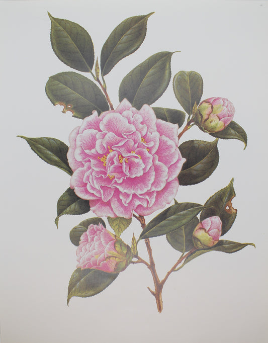 Botanical, Longhurst Peter, Camellia, The Mikado C. x Japonica, Japan, Plate 4, 1889