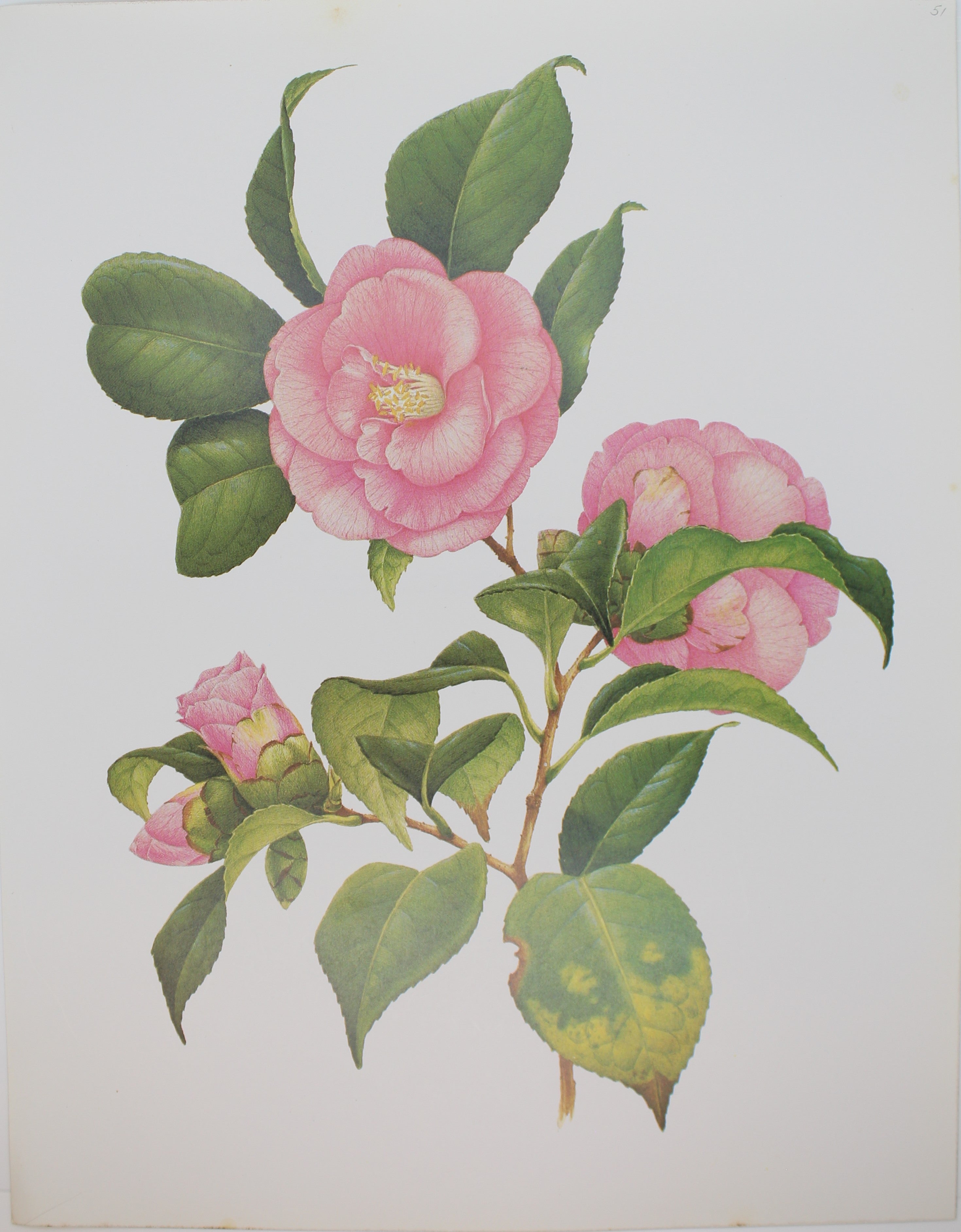 Botanical, Longhurst Peter, Camellia, Plate 51 – Antiquarian Print Shop