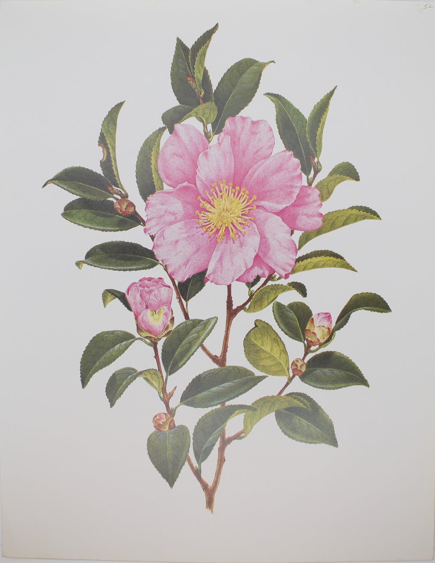 Botanical, Longhurst Peter, Camellia, Plantation Pink, C. Sasanqua, Plate 52, 1948