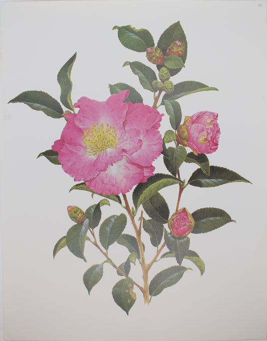 Botanical, Longhurst Peter, Camellia, Bert Jones, C. Sasanqua, Plate 53, 1972