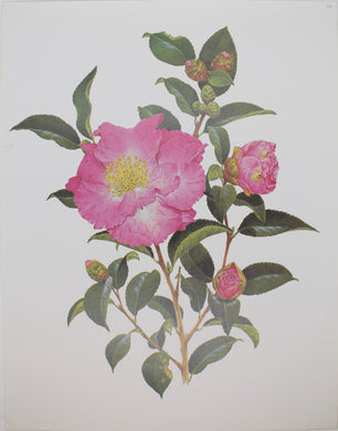 Botanical, Longhurst Peter, Camellia, Bert Jones, C. Sasanqua, Plate 53, 1972