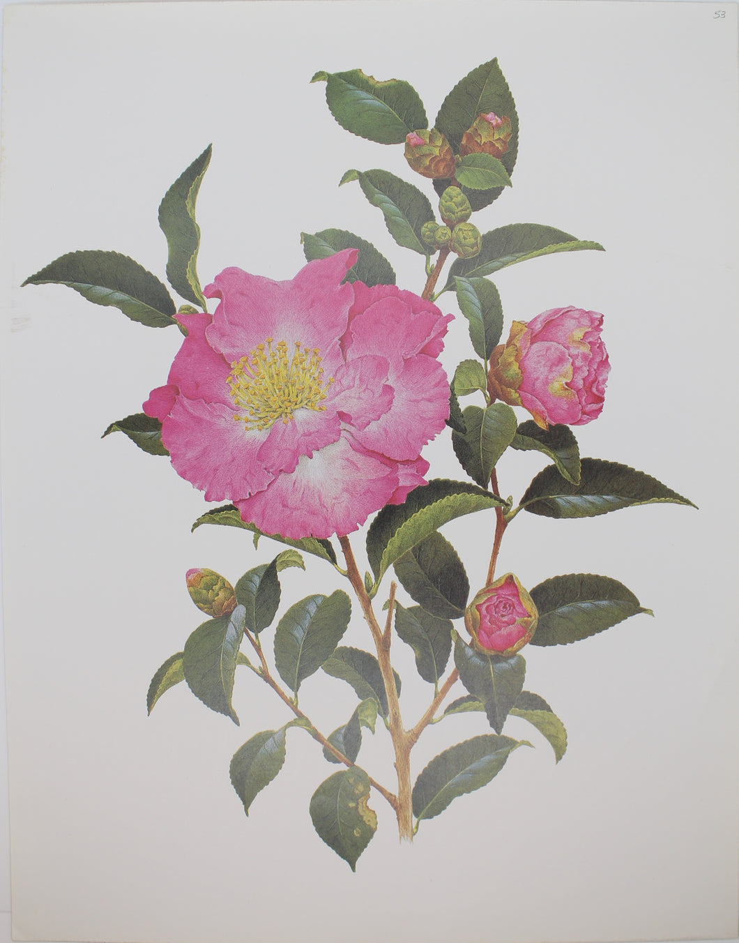 Botanical, Longhurst Peter, Camellia, Levertons, C. x Japonica, Plate 44, 1946