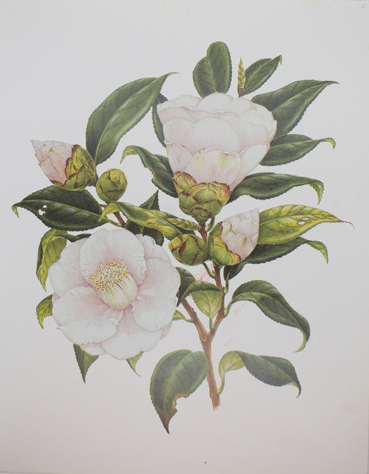 Botanical, Longhurst Peter, Camellia, Cho-cho-san, C. x Japonica, Japan, Plate 5, 1936
