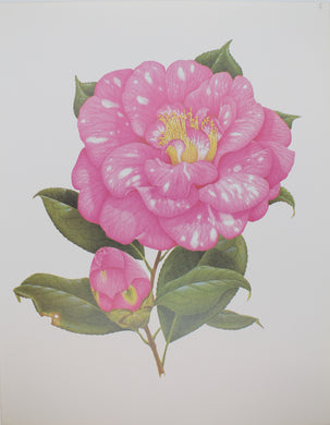 Botanical, Longhurst Peter, Camellia, Oniji, C. x Japonica, Japan, Plate 6, 1932