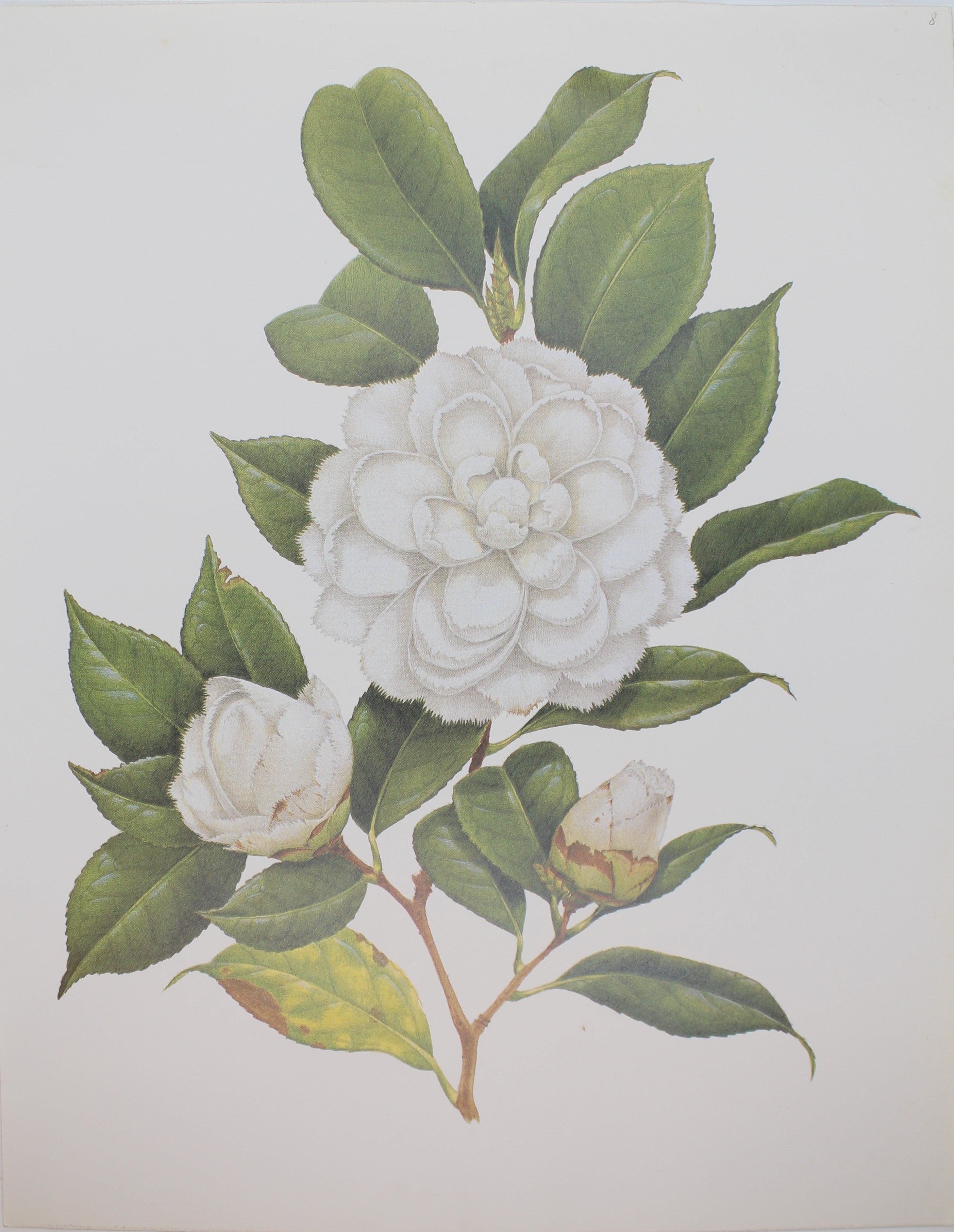 Botanical, Longhurst Peter, Camellia, White Flower, C. x Japonica, Jap