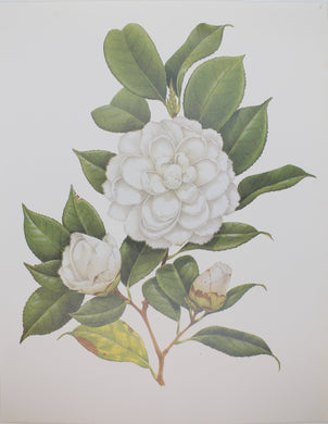 Botanical, Longhurst Peter, Camellia, White Flower, C. x Japonica, Japan, Plate 8,