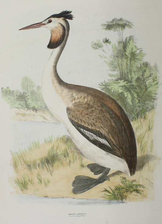 Bird, Diggles, Silvester, Podiceps, Austalis, 1866 - 1870