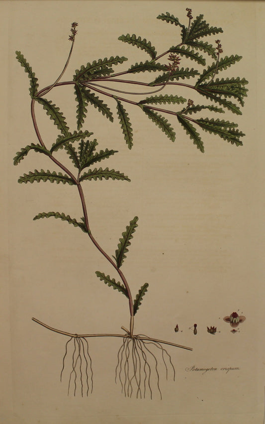 Botanical, Curtis William, Potamogenton Crispum, Curled Pondweed, Flora Londinensis, c1817