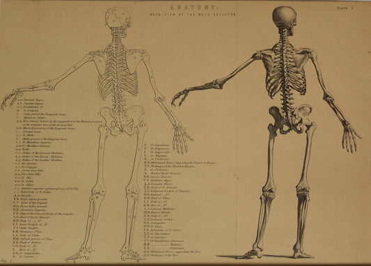 Professions, Anatomy, Back View of a Male Skeleton, Plate 2,  Europe Illustrated, c1842,