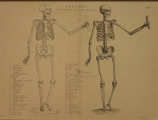 Professions, Anatomy, Front View of a Male Skeleton, Plate 1,  Europe Illustrated, c1842,