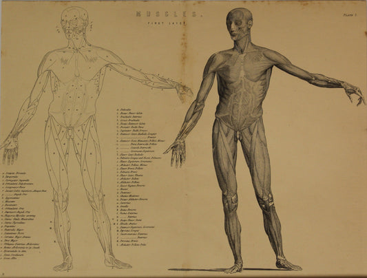 Professions, Anatomy, Muscles, First Layer, Plate 1,  Europe Illustrated, c1842,