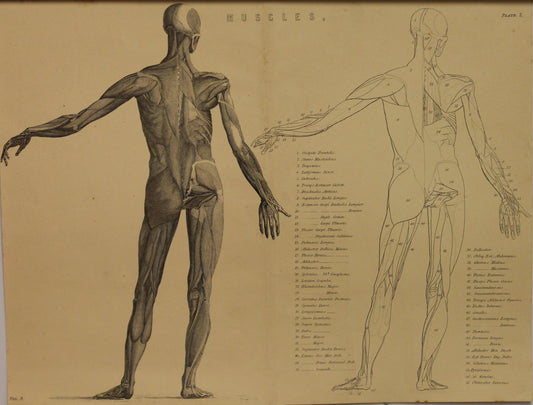 Professions, Anatomy, Muscles, First Layer, Plate 2,  Europe Illustrated, c1842,