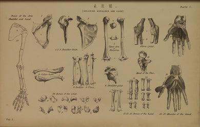 Professions, Anatomy, Arm,  Europe Illustrated, c1842,