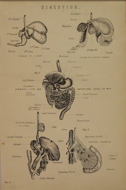Professions, Anatomy, Digestion,  Europe Illustrated, c1842,