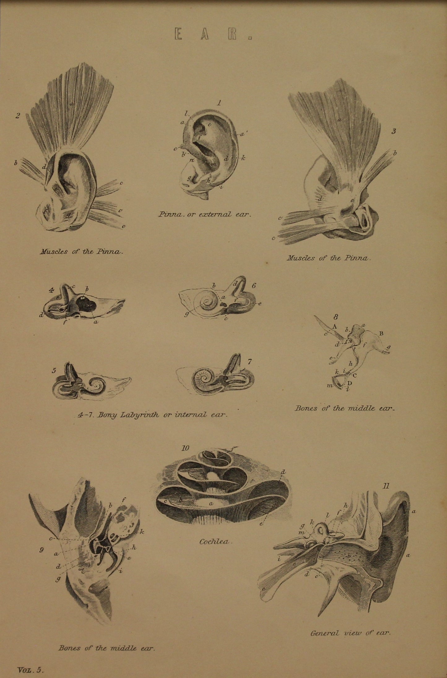 Professions, Anatomy, Ear, Europe Illustrated, c1842,