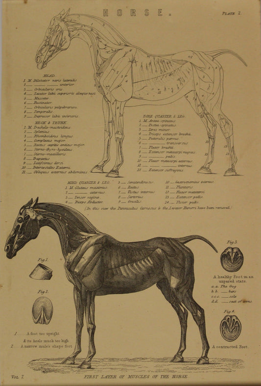 Professions, Anatomy, First Layer of Muscles of a Horse, Plate 2,  Europe Illustrated, c1842,