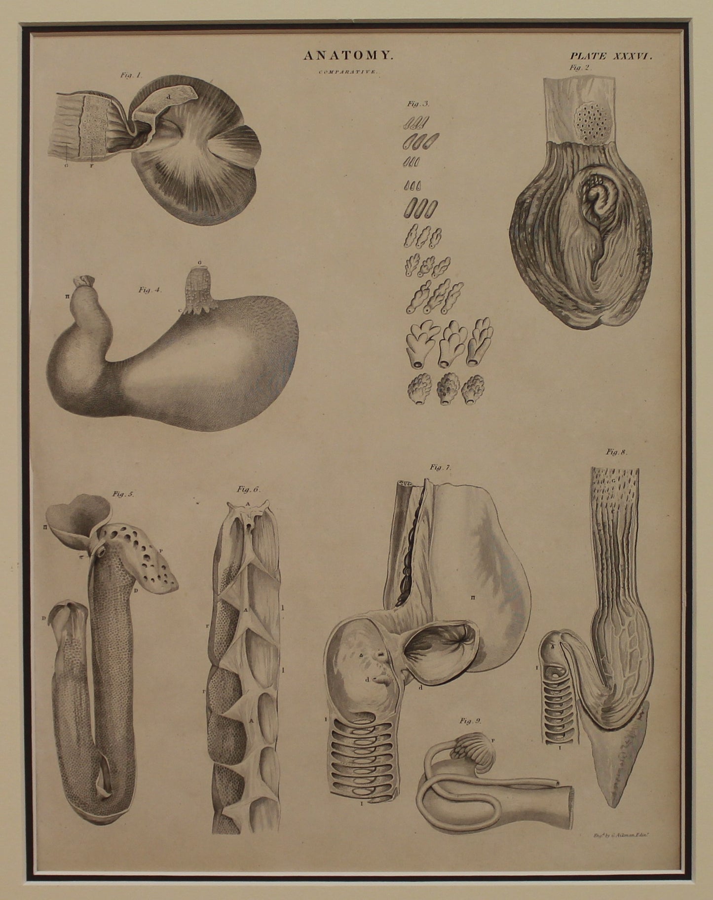 Professions, Anatomy, Digestion, Comparative, National Encyclopedia ,Dictionary of Universal Knowledge , c1842,