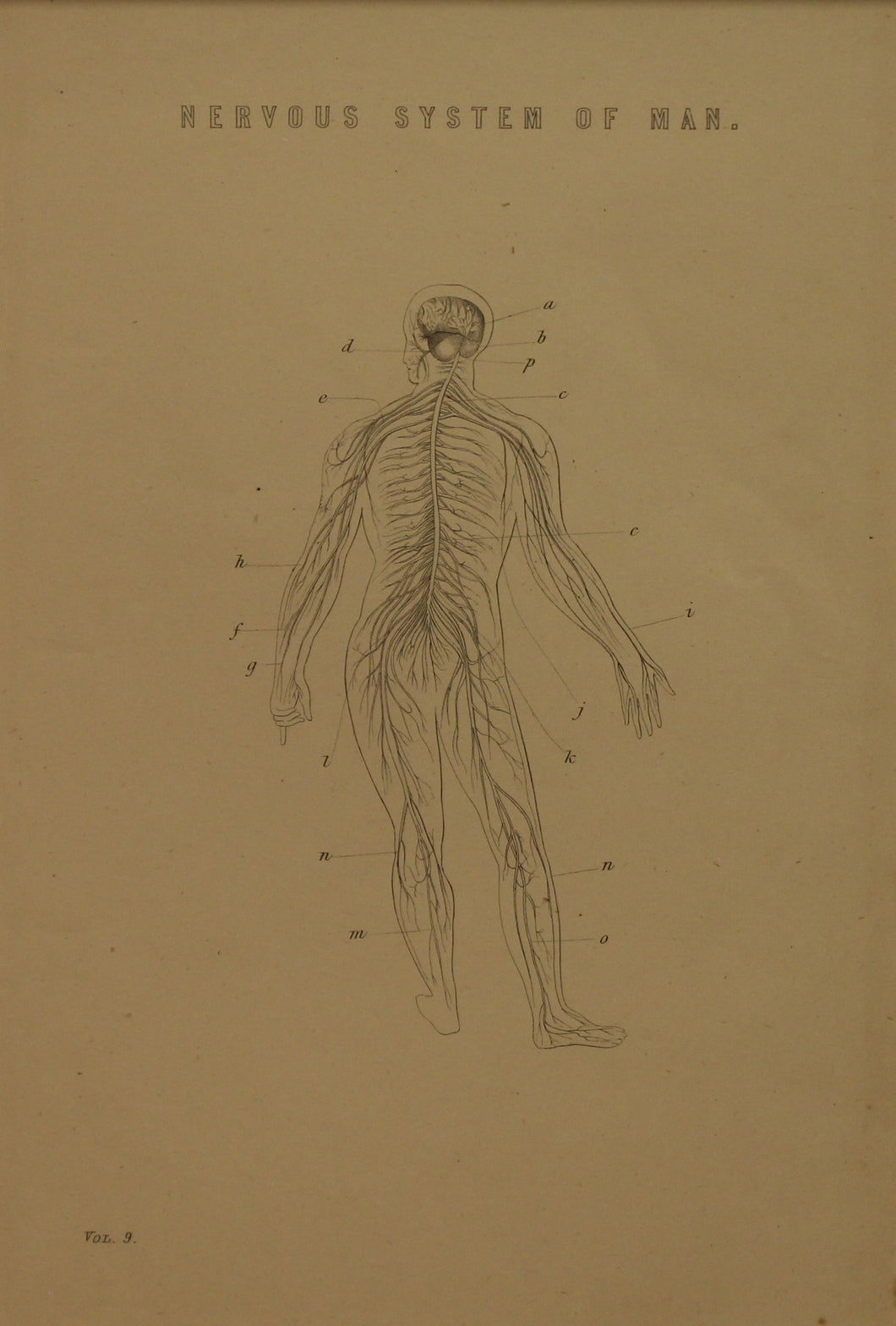 Professions, Anatomy, Nervous System of Man, Plate 2,  Europe Illustrated, c1842,