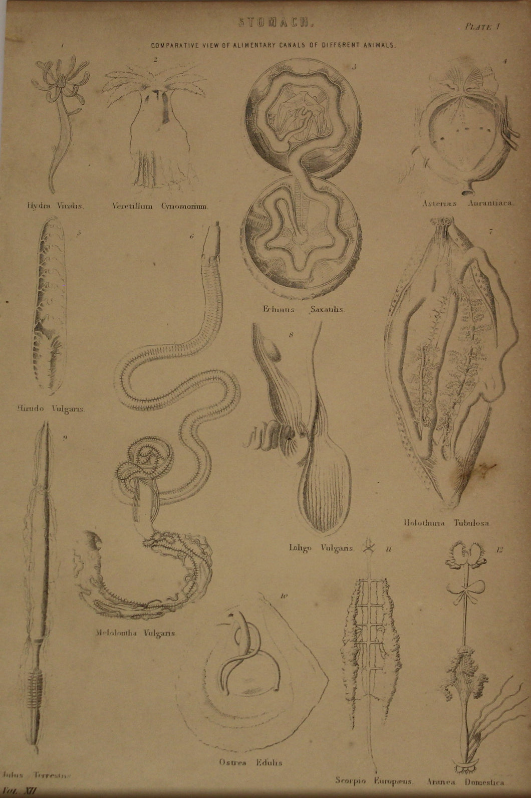 Professions, Anatomy, Stomach, Comparative View, Plate 1,  Europe Illustrated, c1842,