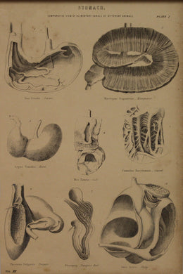 Professions, Anatomy, Stomach, Comparative View, Plate 2,  Europe Illustrated, c1842,