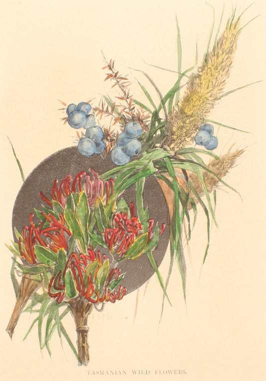 Botanical, Tasmanian Wildflowers, c1886