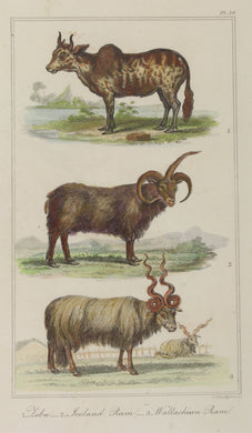 Animals: de Buffon, Rams by George-Louis Leclerc, Comte de Buffon, c1789