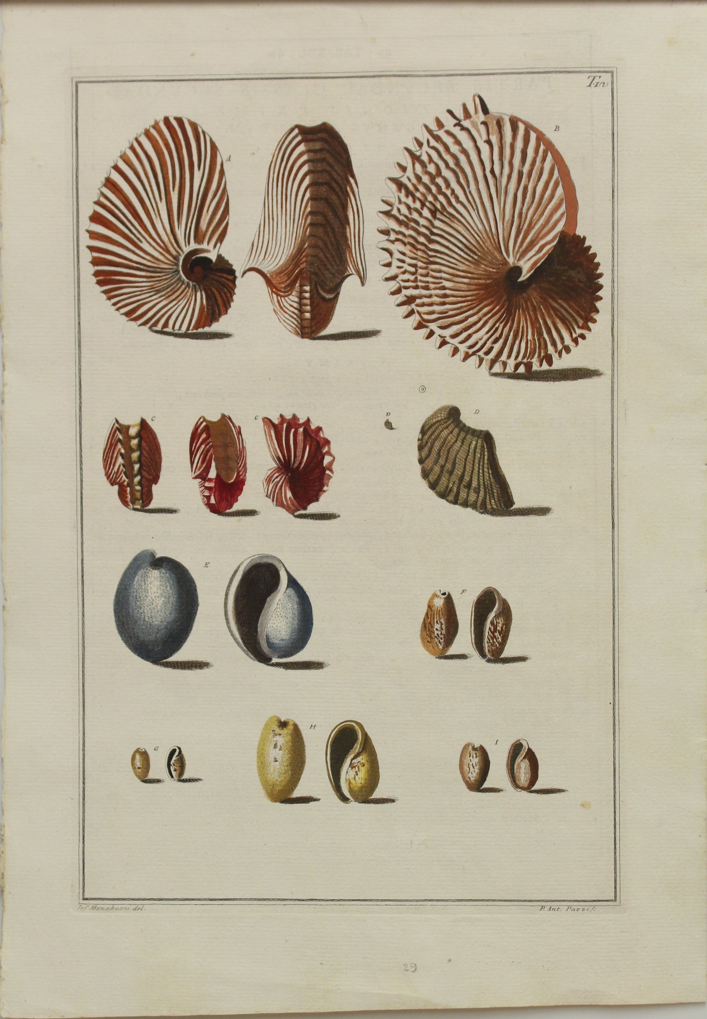 Seashells, Gualtieri Niccolo, #29, Rare, 1742