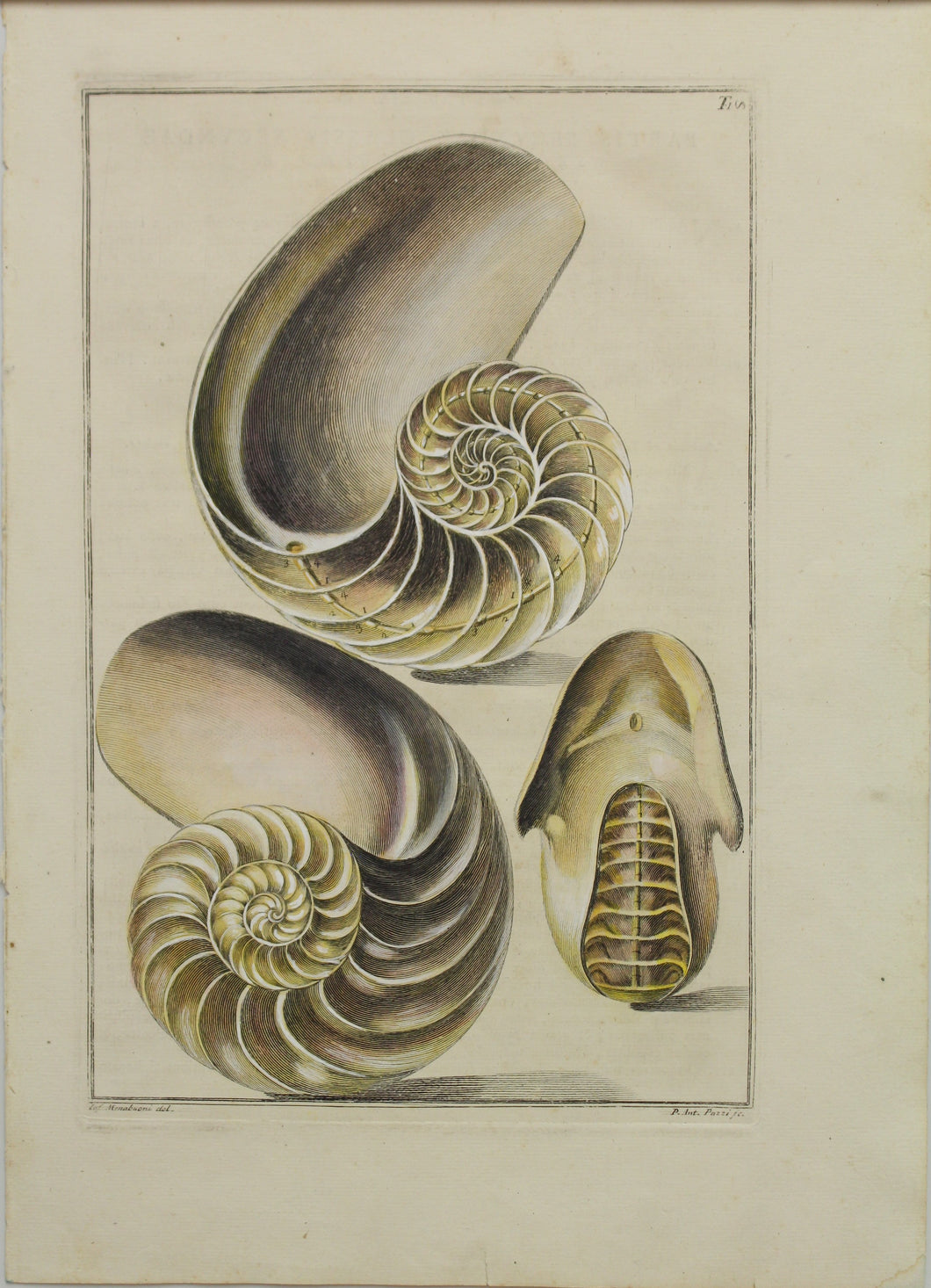 Seashells, Gualtieri Niccolo, Rare, 1742