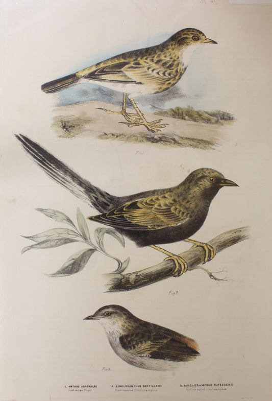 Bird, Diggles, Silvester, Set of Three Birds, Published in Brisbane