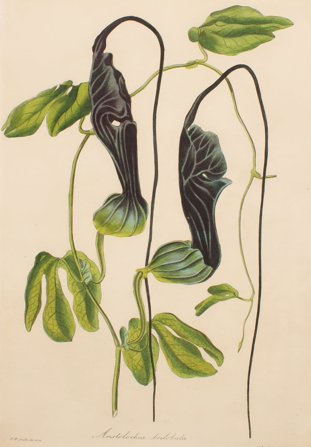 Botanical, Smith, Aristolochia Tribata, c1836