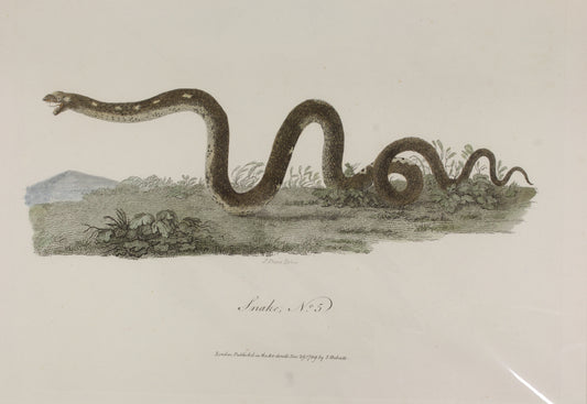 Animals: White John, Snake, Rare,  c1789