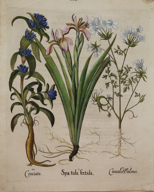 Botanicals, Besler Basilus, Spatula Foetida, Cruciata and Caucalis Dodenei, c1613
